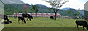 field of cows
